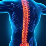 Human Male Spine Anatomy